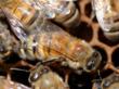 Beekeepers, Researchers and Bayer CropScience Associate Overwintering...